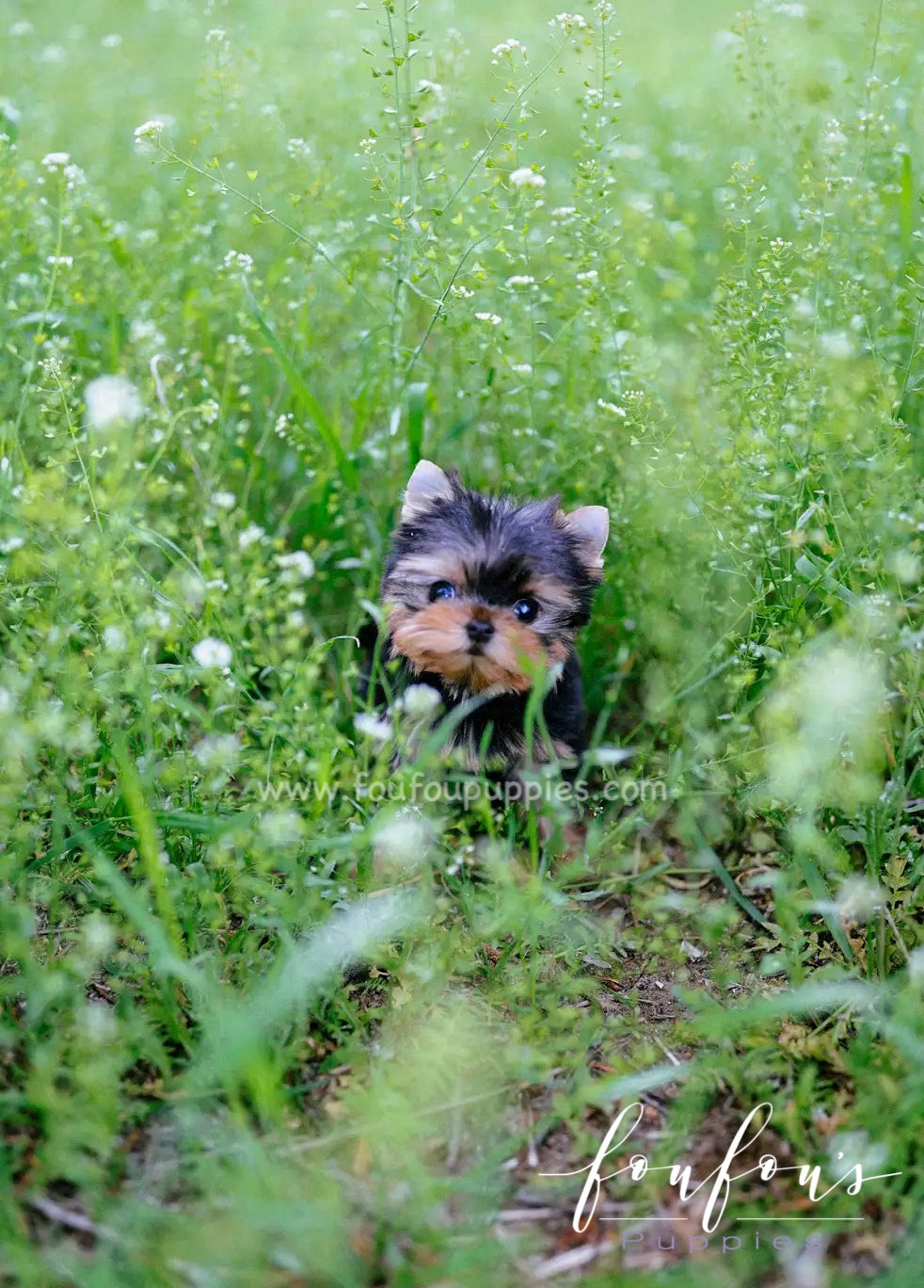 Allie - Yorkshire Terrier F.