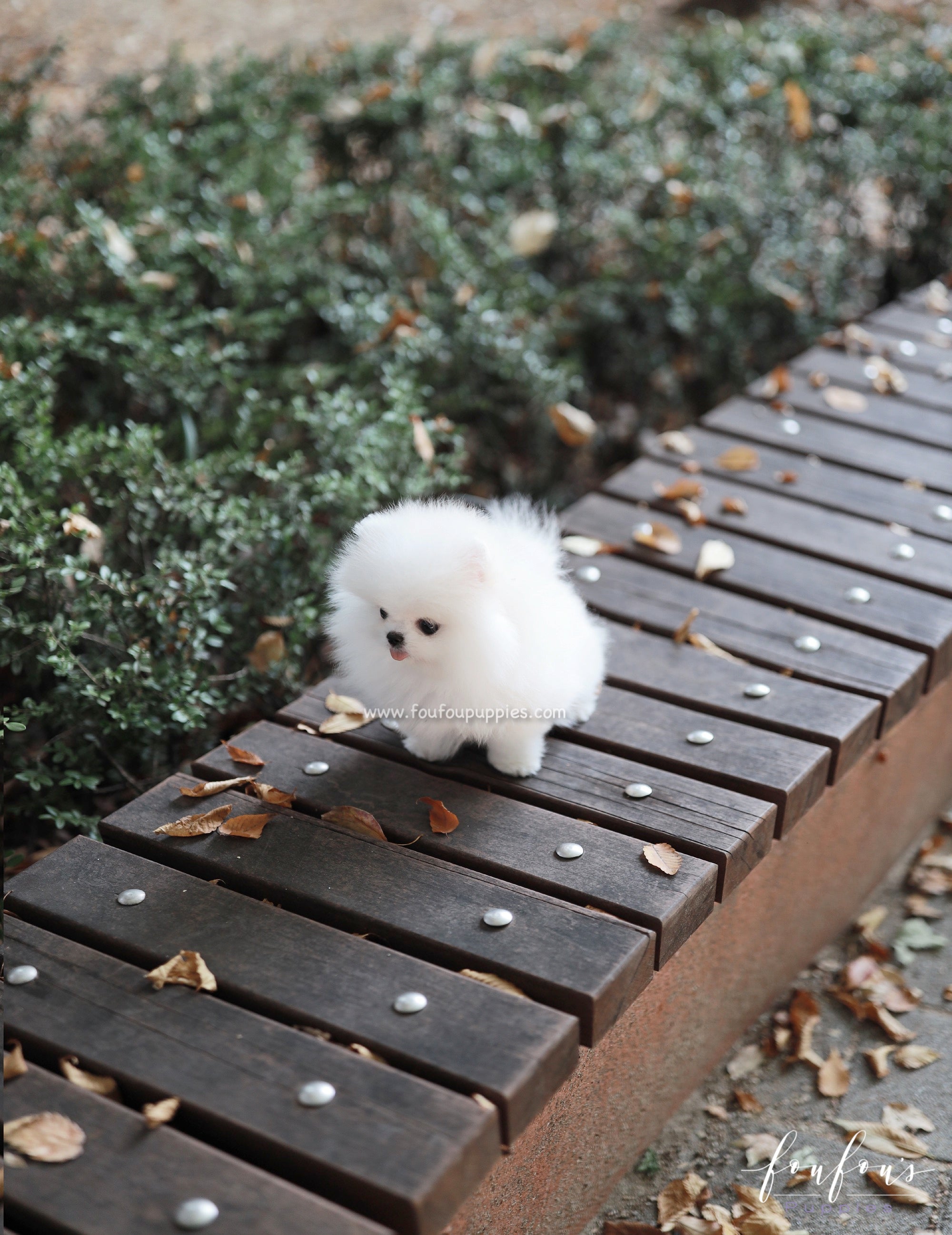 Snowie - Pomeranian F.