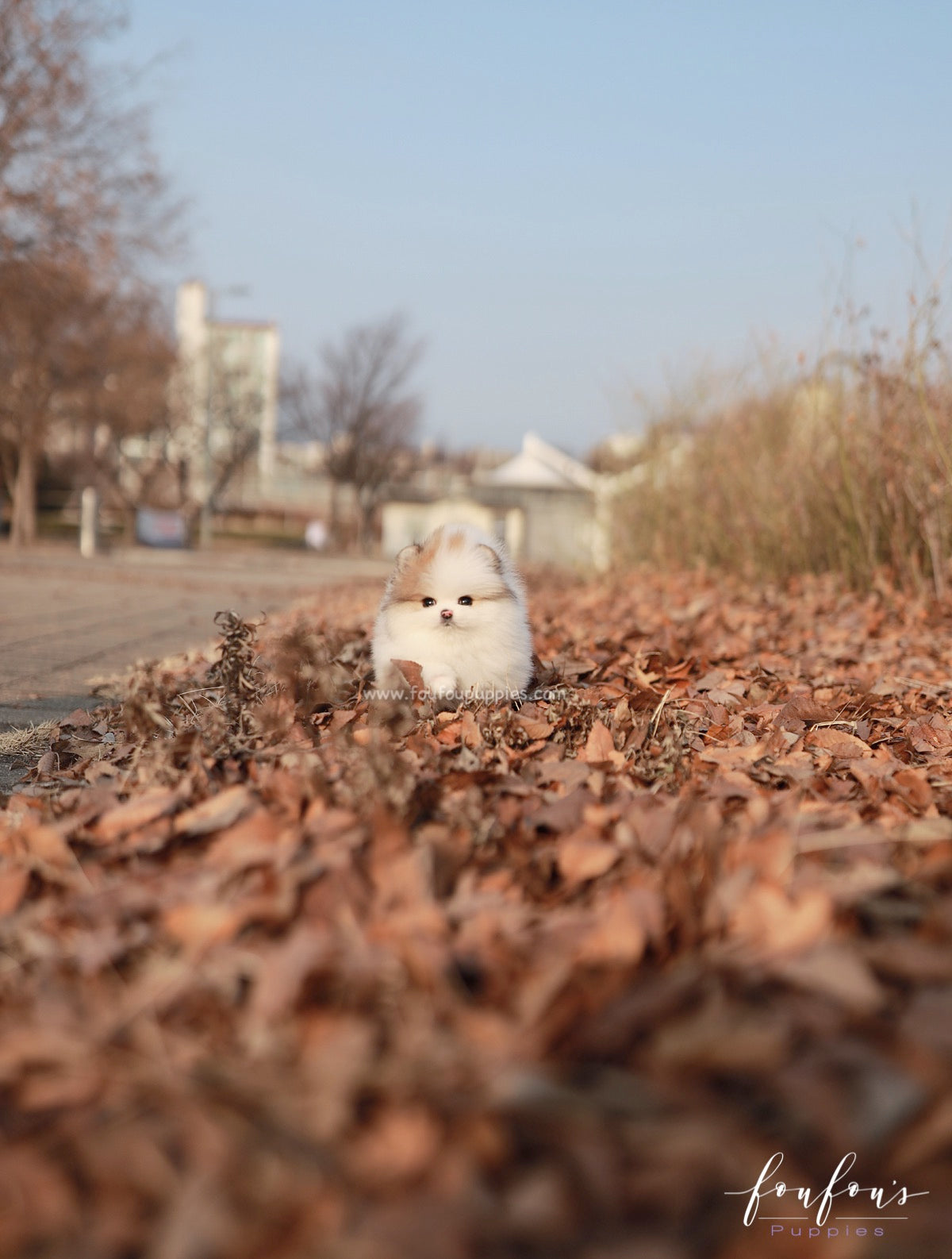 Marbles - Pomeranian F.