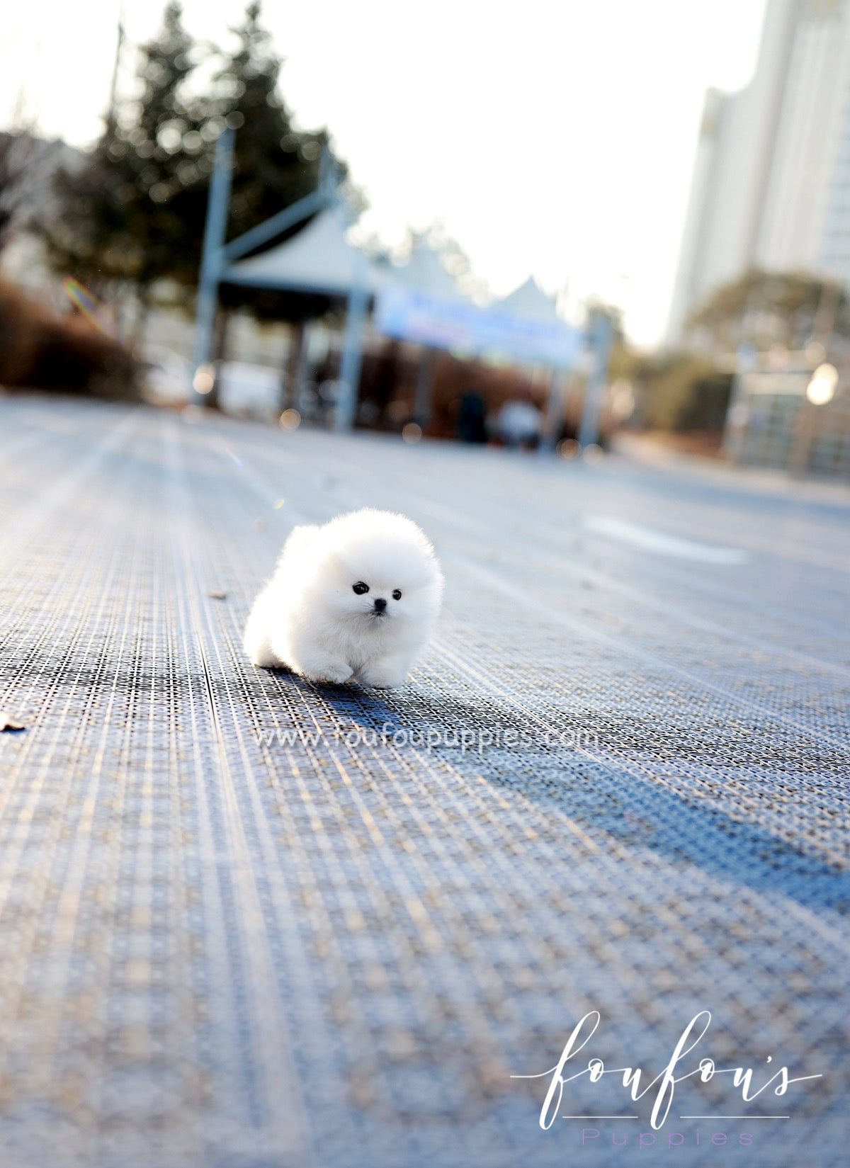 White fluffy deals teacup puppy