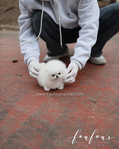 Marshmallow - Pomeranian F.