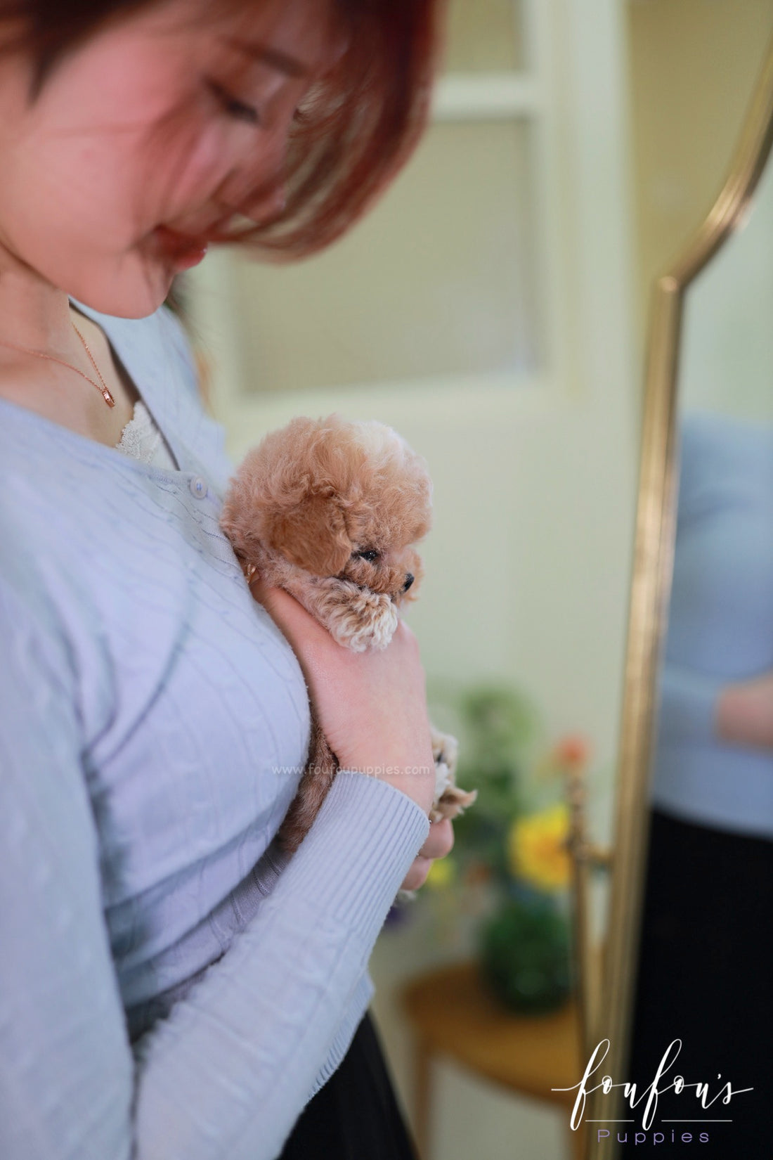 Kobe - Maltipoo M.