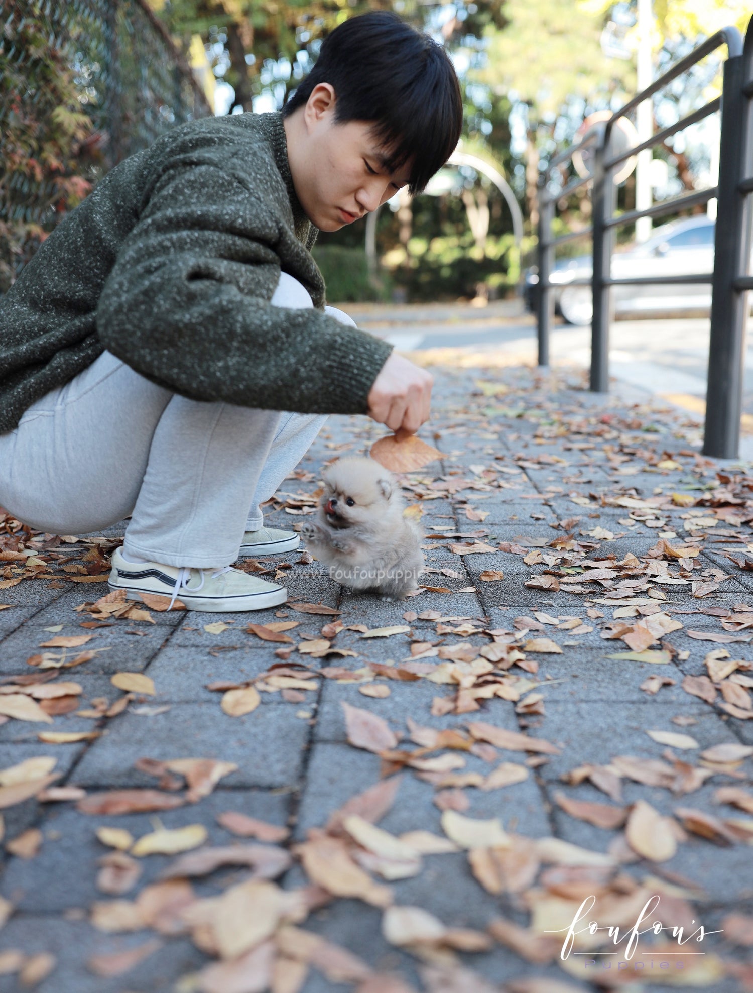 Puffball - Pomeranian M.