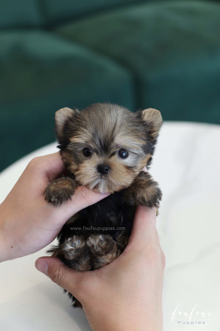 Teacup Puppies for Sale | Teacup Puppy | Miniature Toy Dogs – Foufou ...