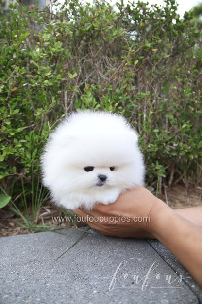 Marshmallow - Pomeranian M.