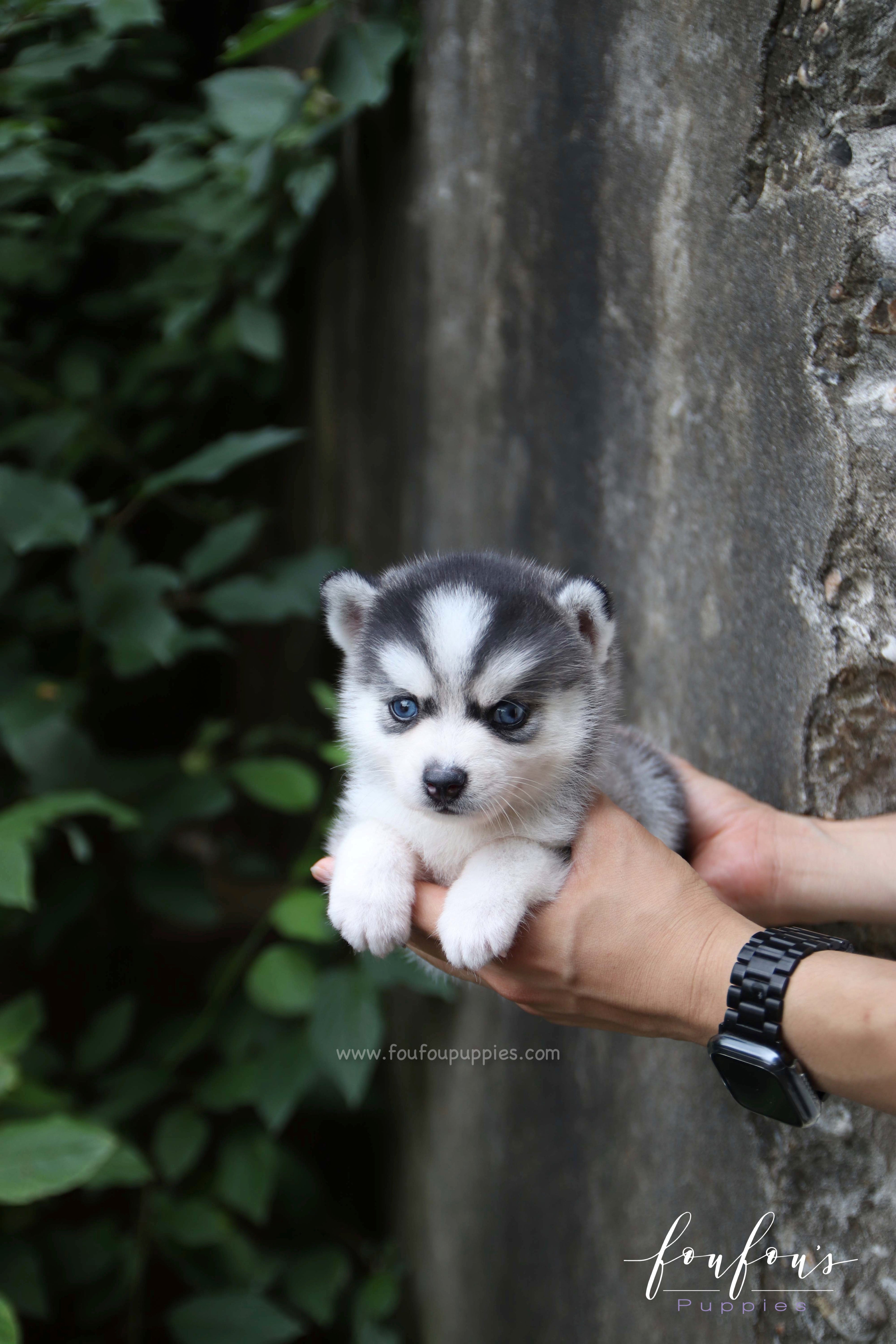 Bali - Pomsky F.