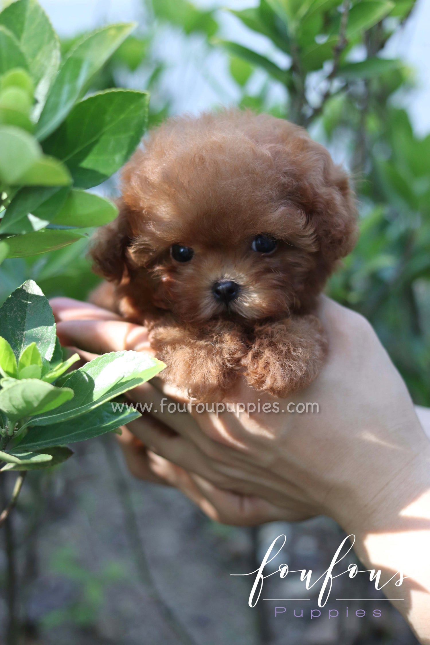 Rosie - Poodle F.