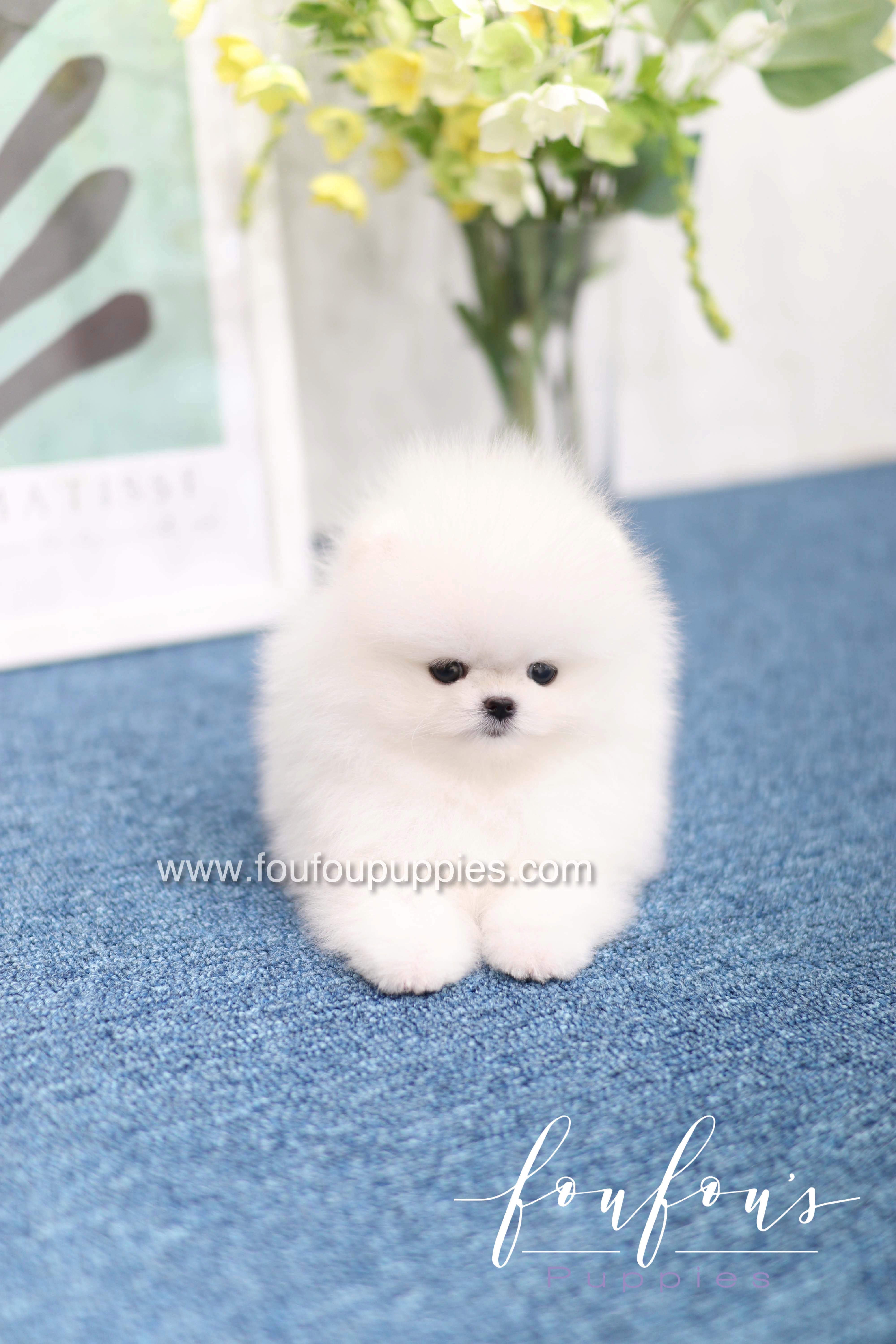 White micro teacup shops pomeranian puppies for