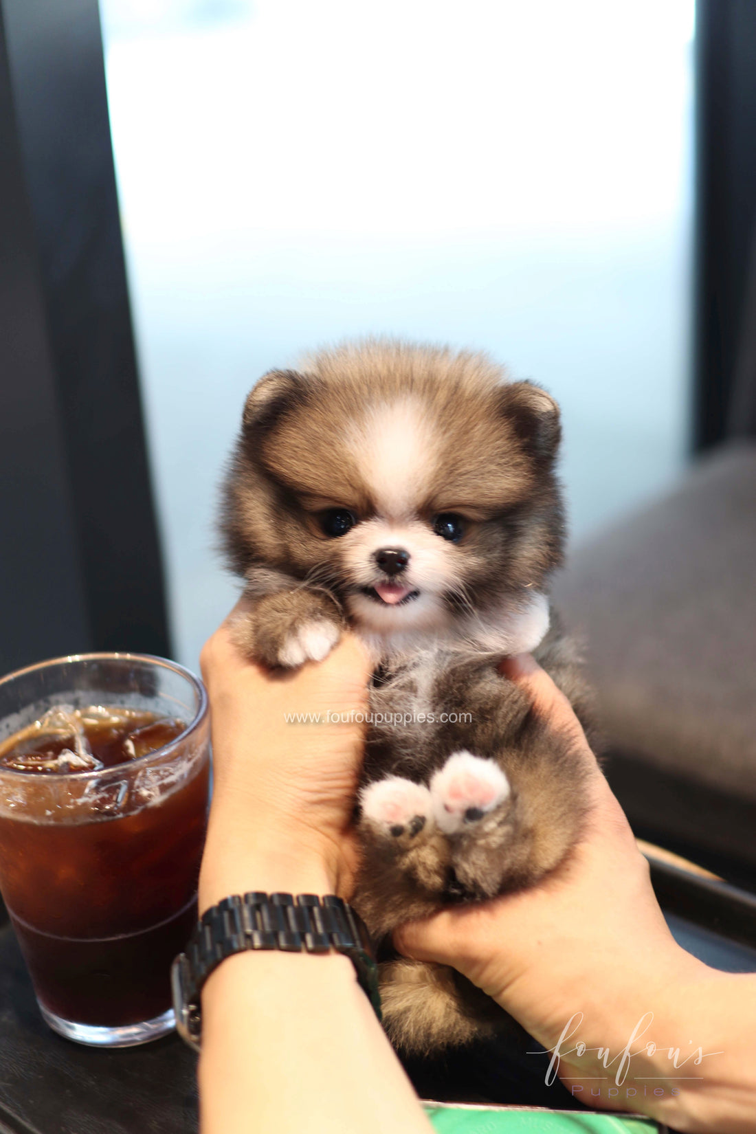 Kelly - Pomeranian F.