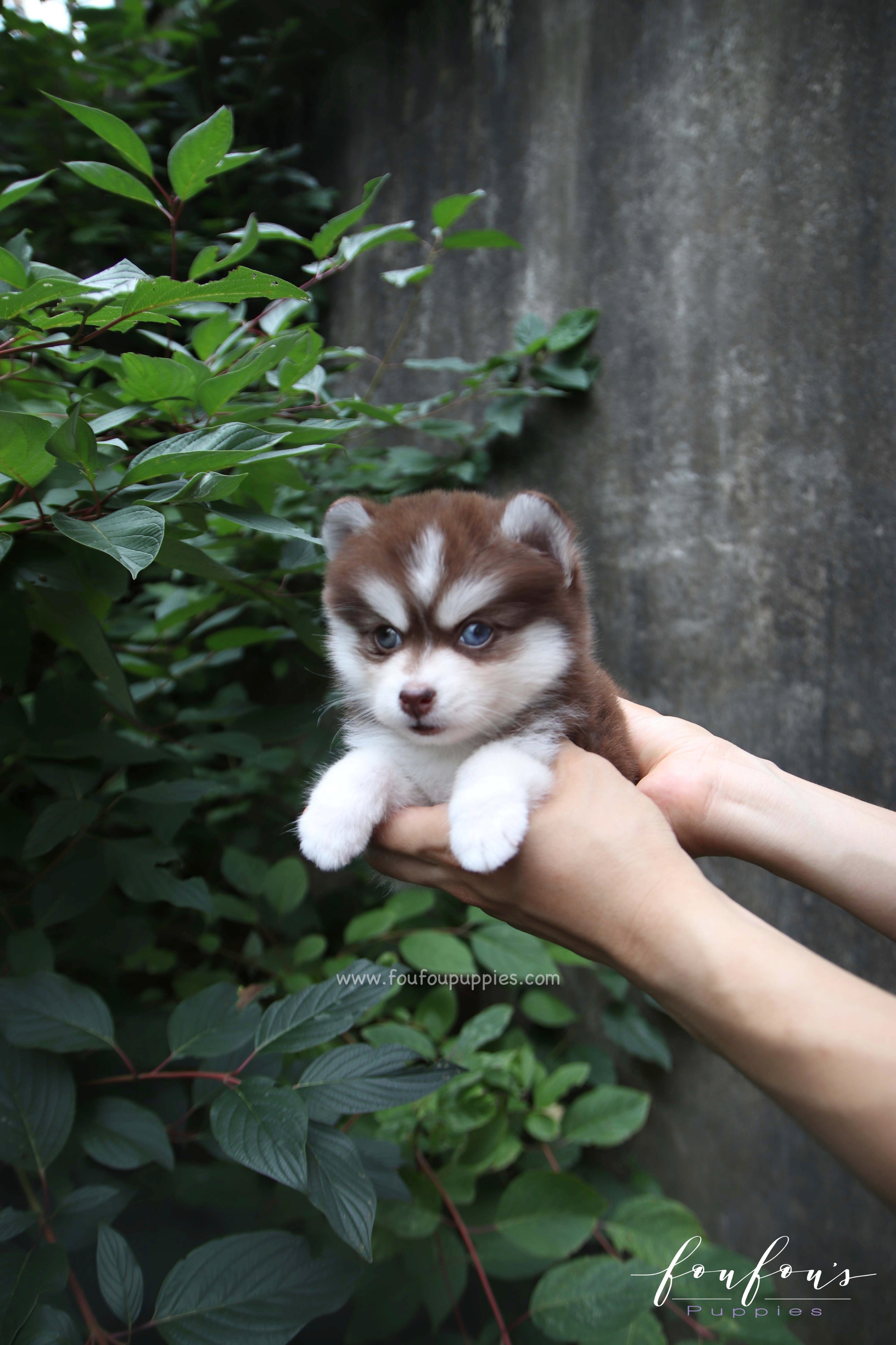 Capri - Pomsky F.