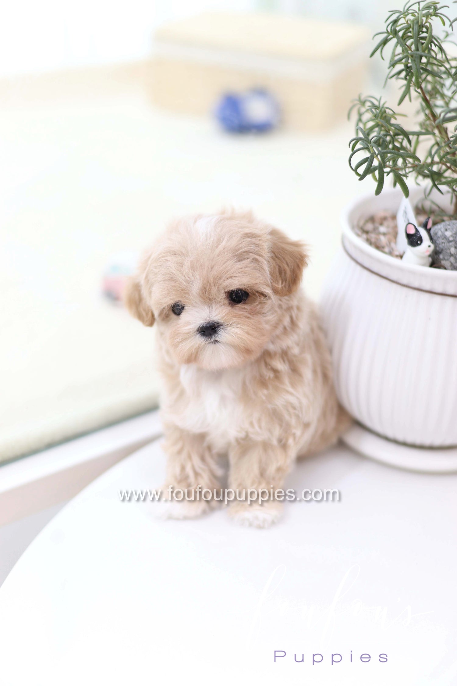 Milena - Maltipoo F.