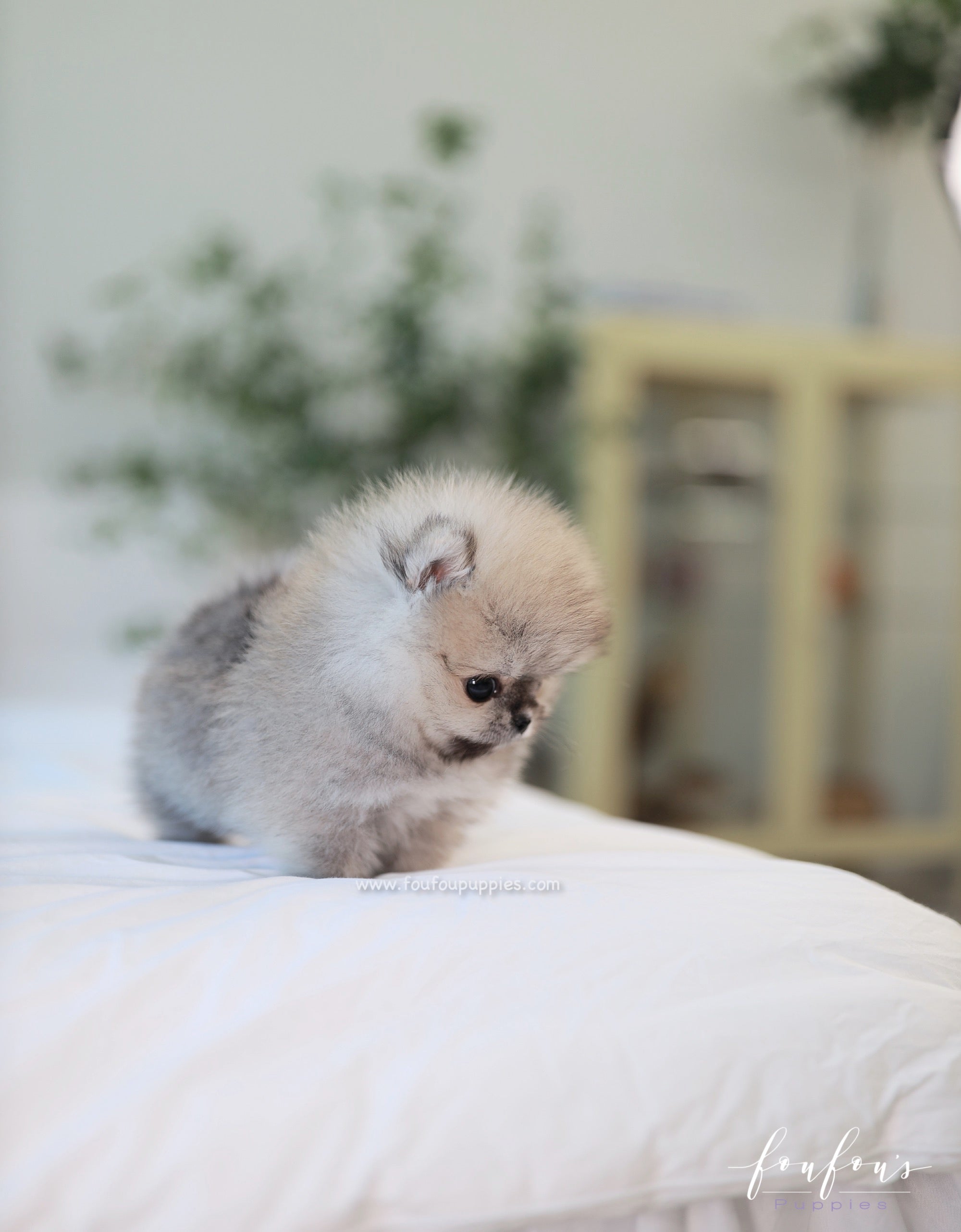 Céline - Pomeranian F.