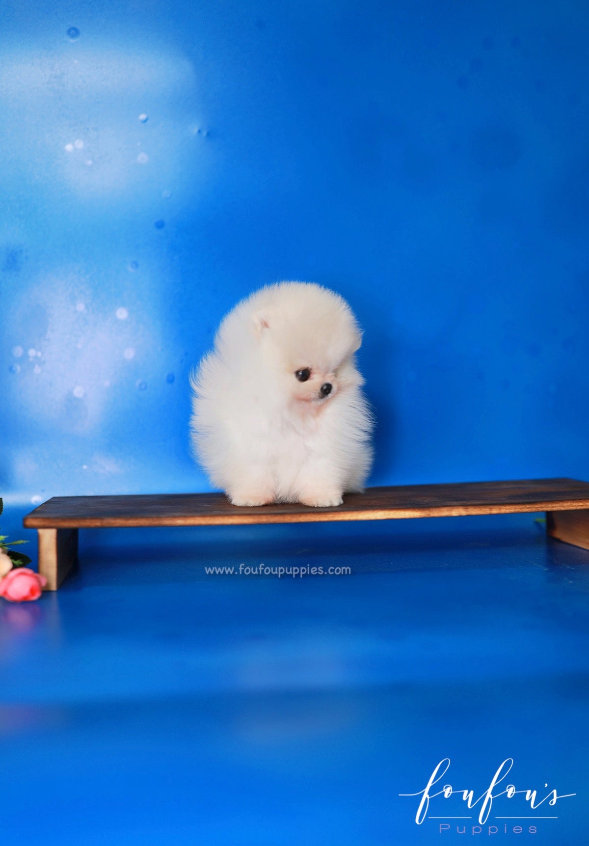 Cotton - Pomeranian F.