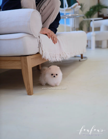 Honey - Pomeranian F.