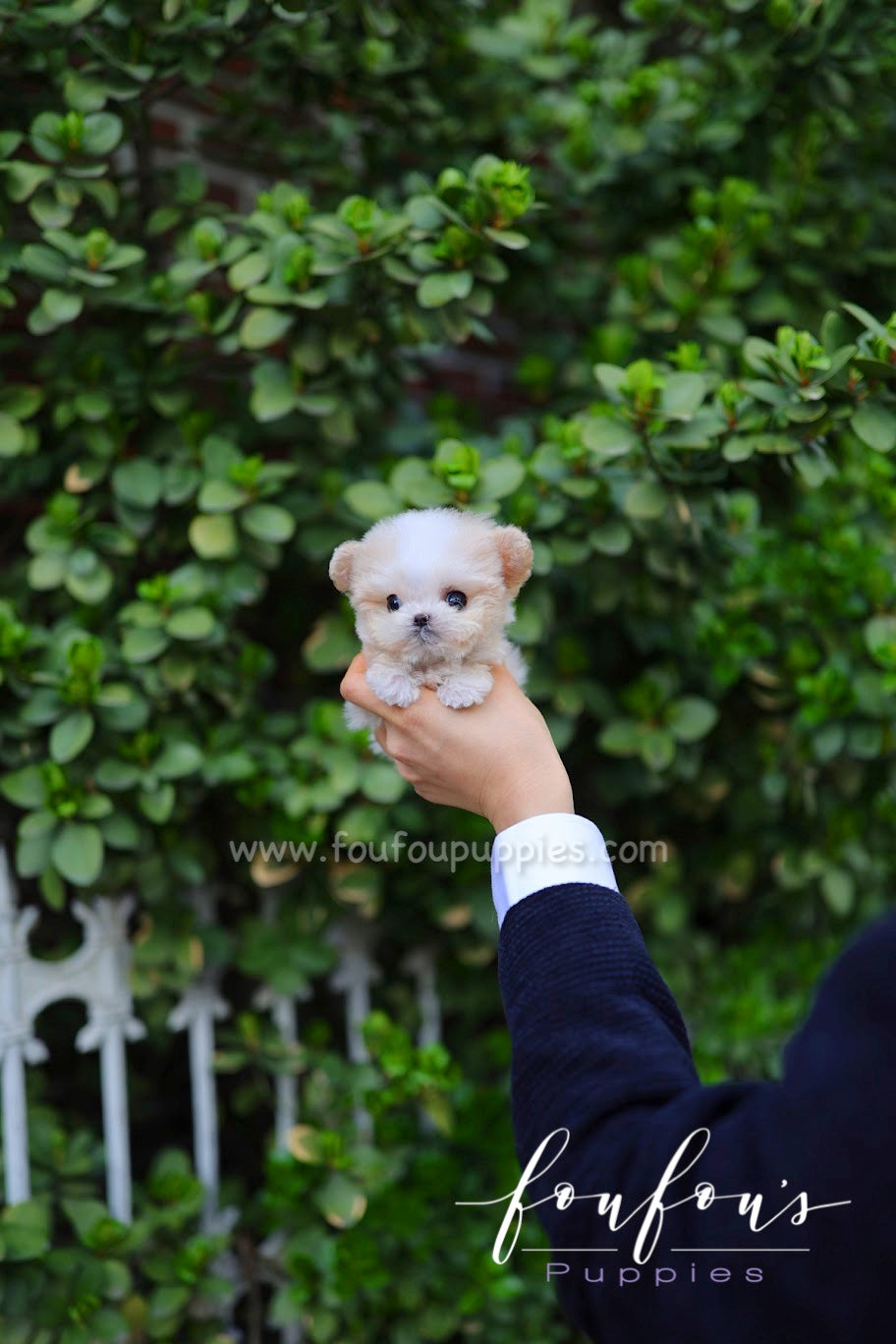 Mushy - Maltipoo M.