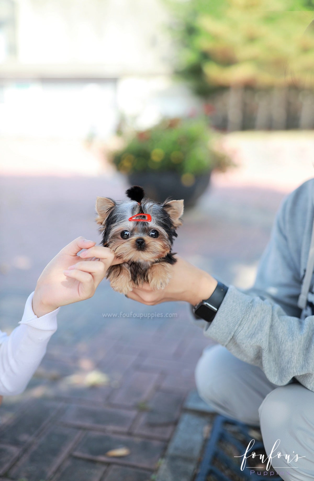 Louis - Yorkshire Terrier M.