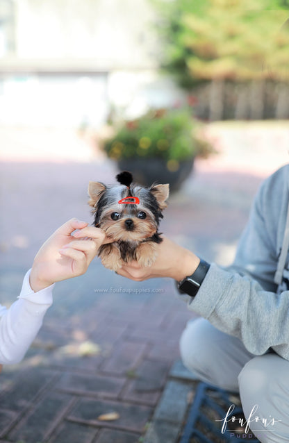 Louis - Yorkshire Terrier M.