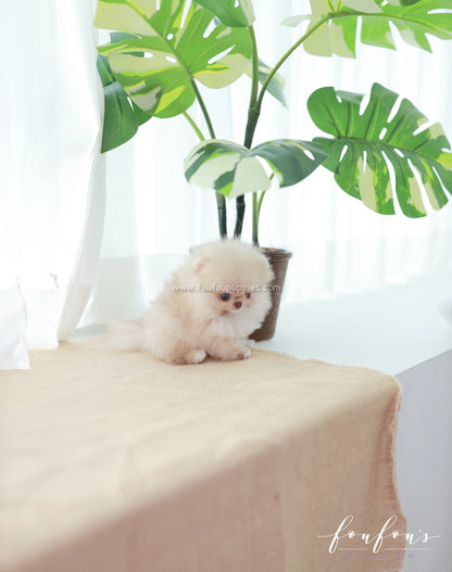 Coco - Pomeranian F.