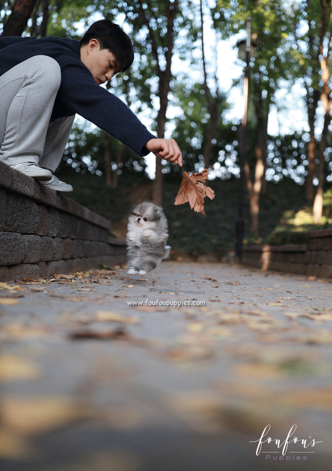 Luxor - Pomeranian M.