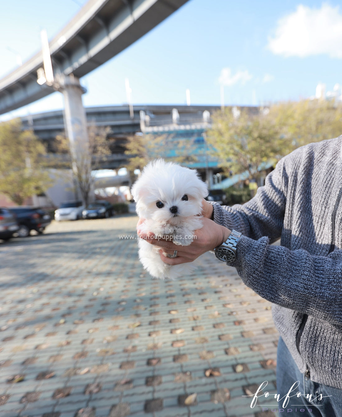 Zeus - Maltese M.