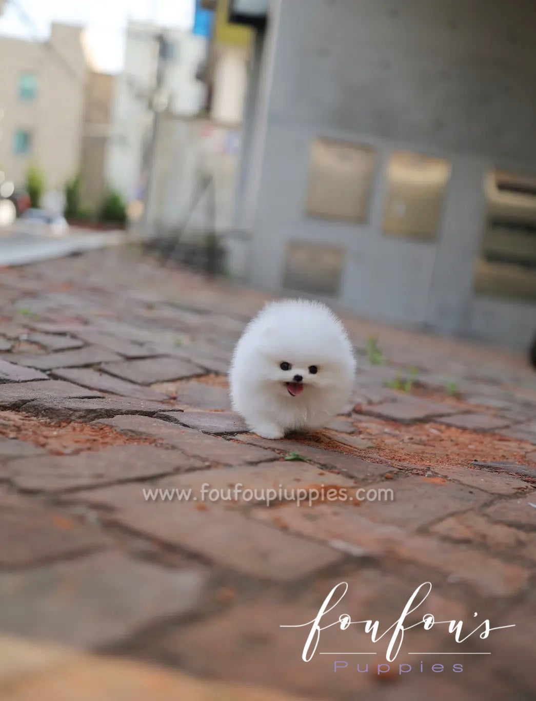 Lola - Pomeranian F.