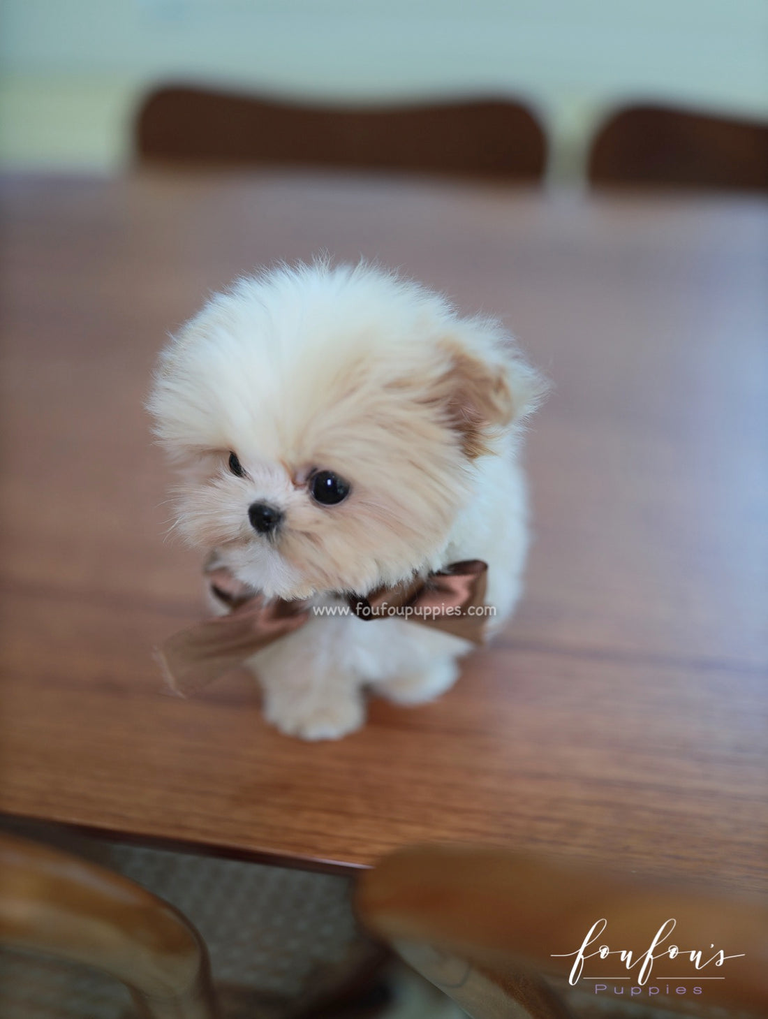 Crème Brulée - Maltipoo F.