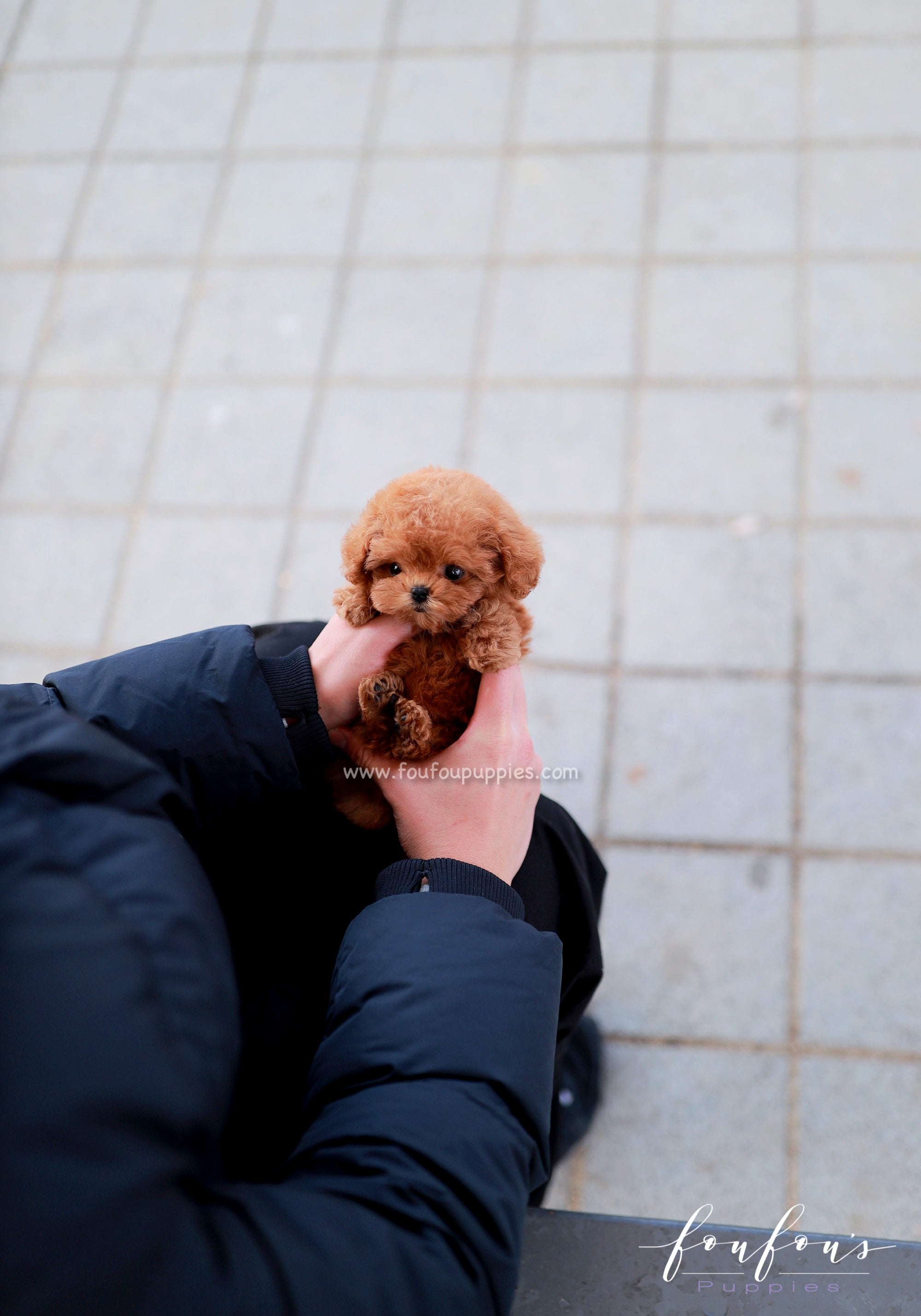 Apricot teacup poodle outlet for sale