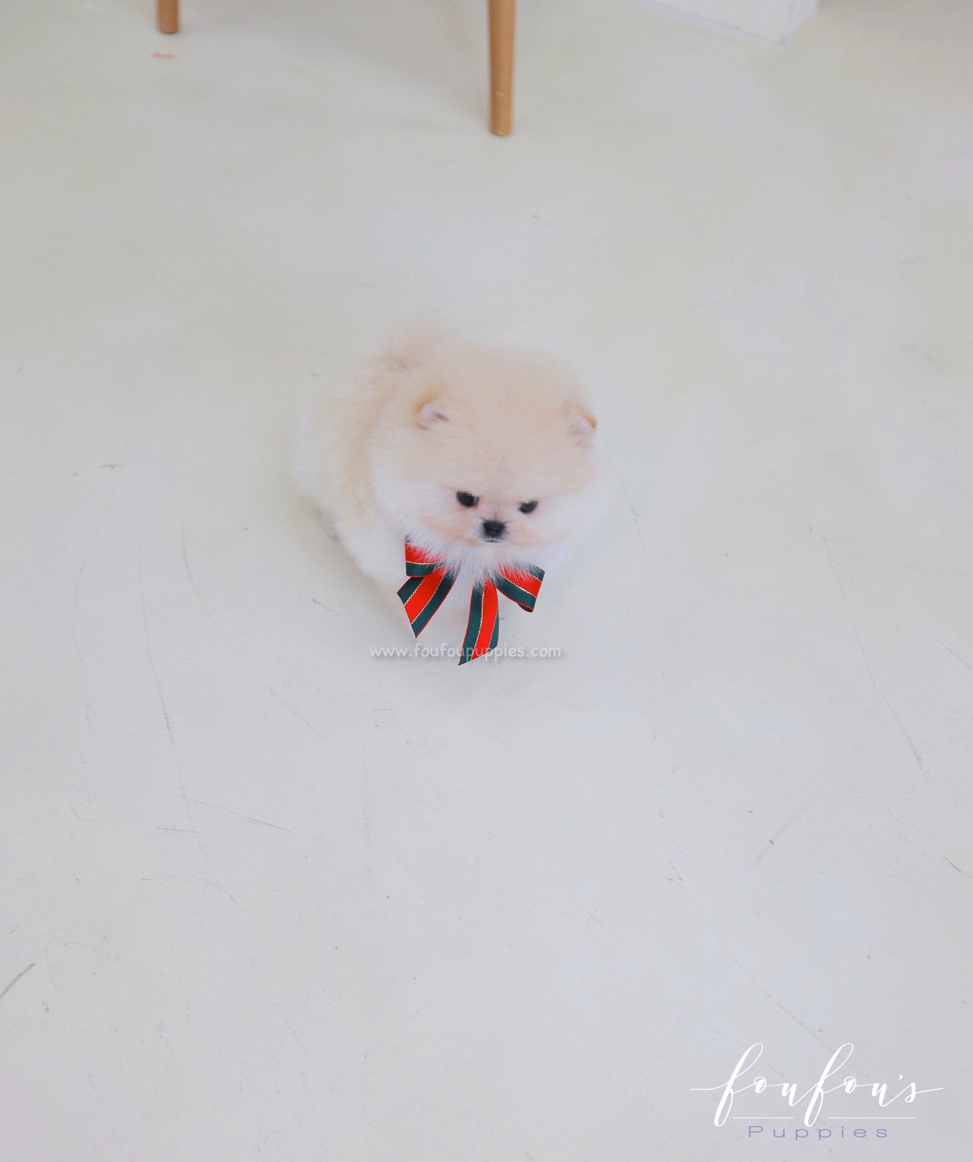 Buttercup - Pomeranian M.