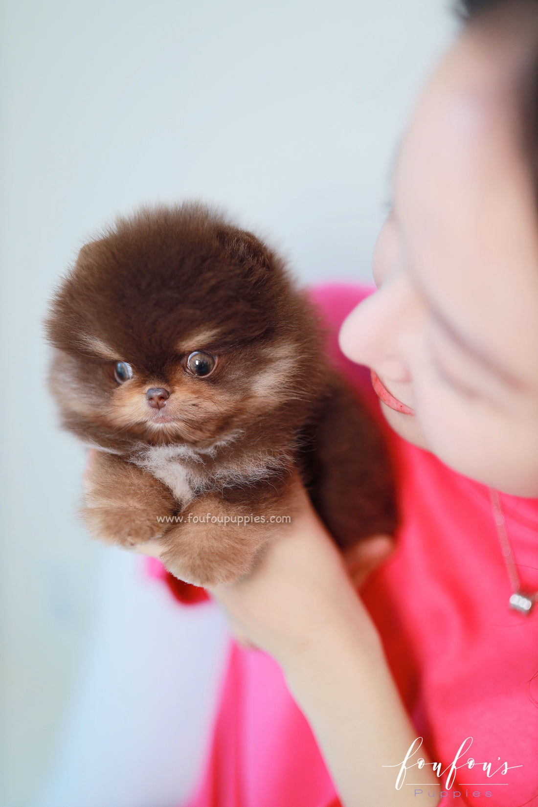 Truffle - Pomeranian M.