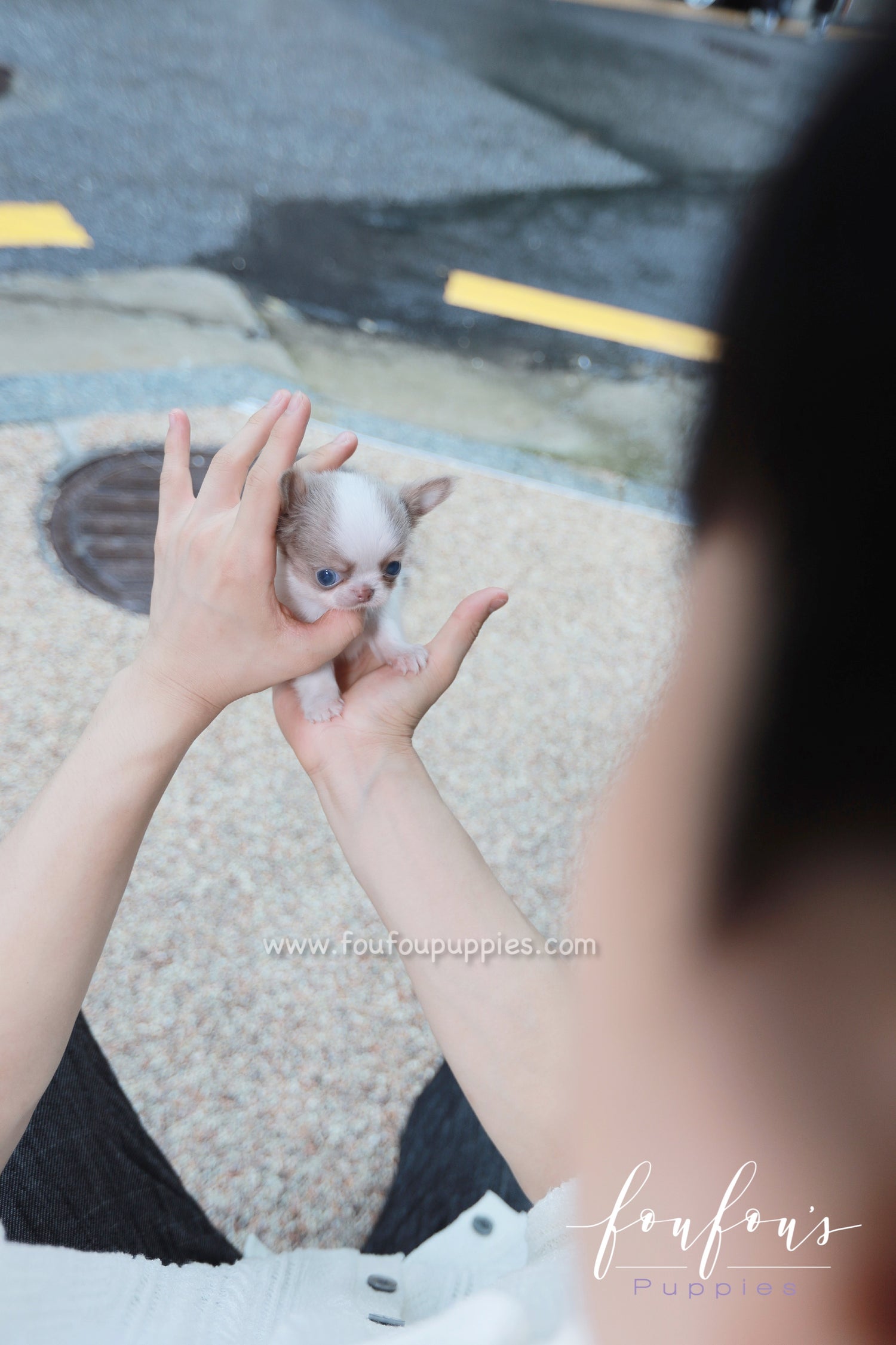 Tartufo - Chihuahua M.