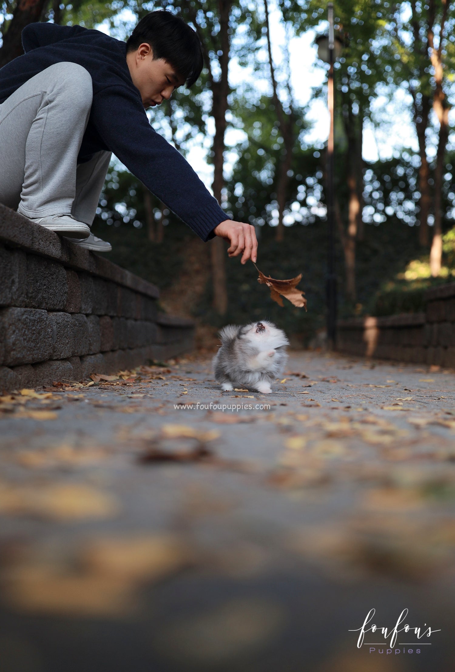 Luxor - Pomeranian M.