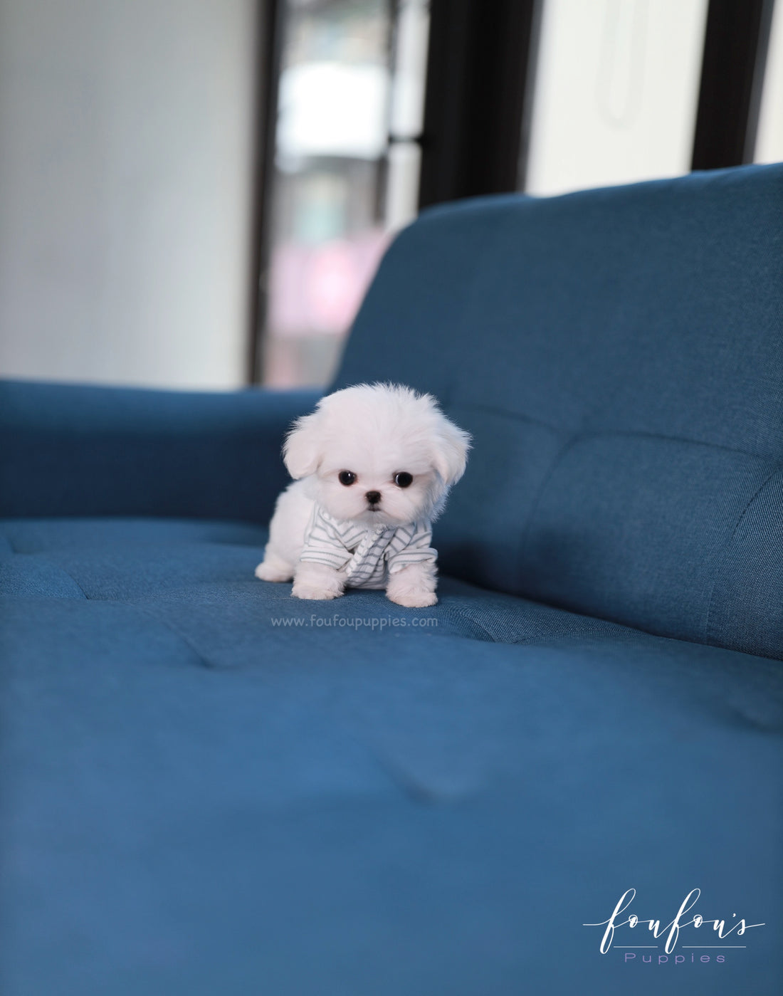 Bijou - Maltese F.