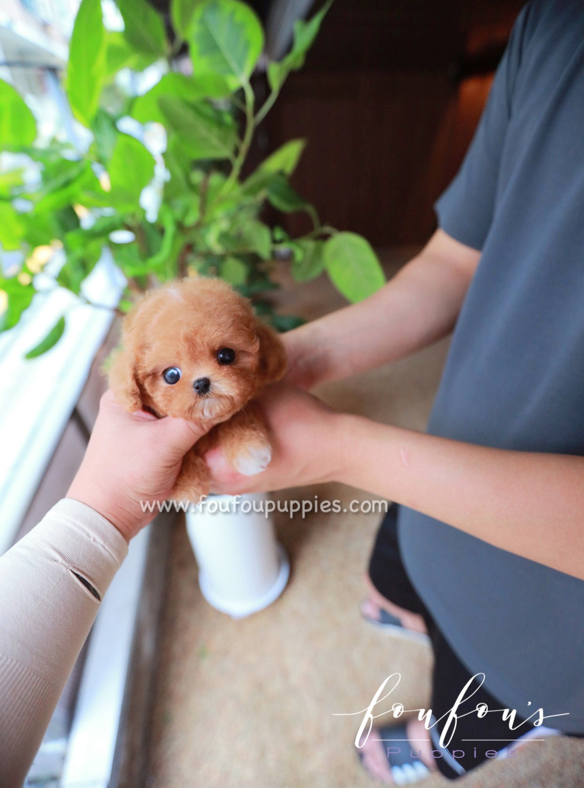 Cinnamon micro poodle puppy best sale