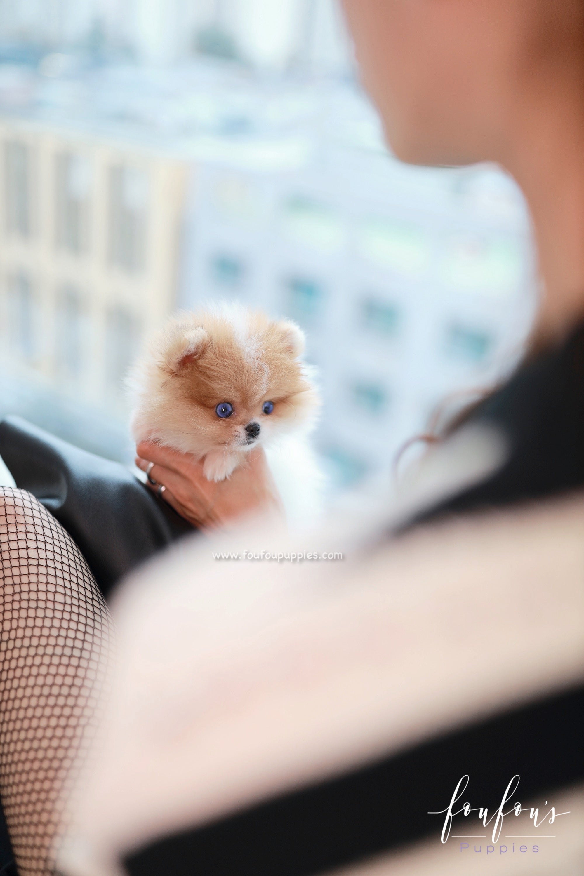 Bluey - Pomeranian M.