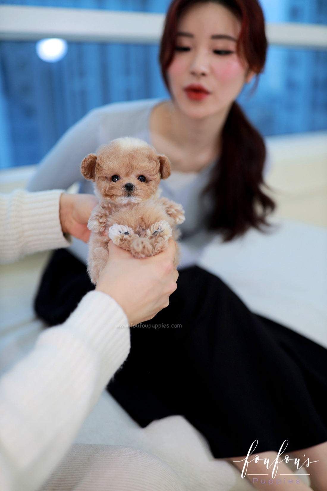 Kobe - Maltipoo M.