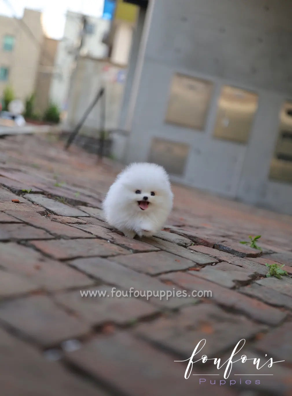 Lola - Pomeranian F.