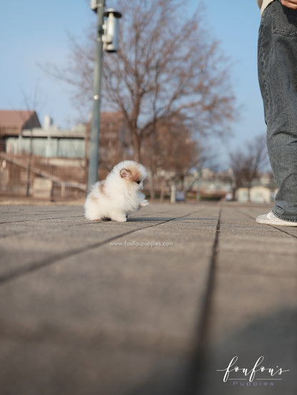 Marbles - Pomeranian F.