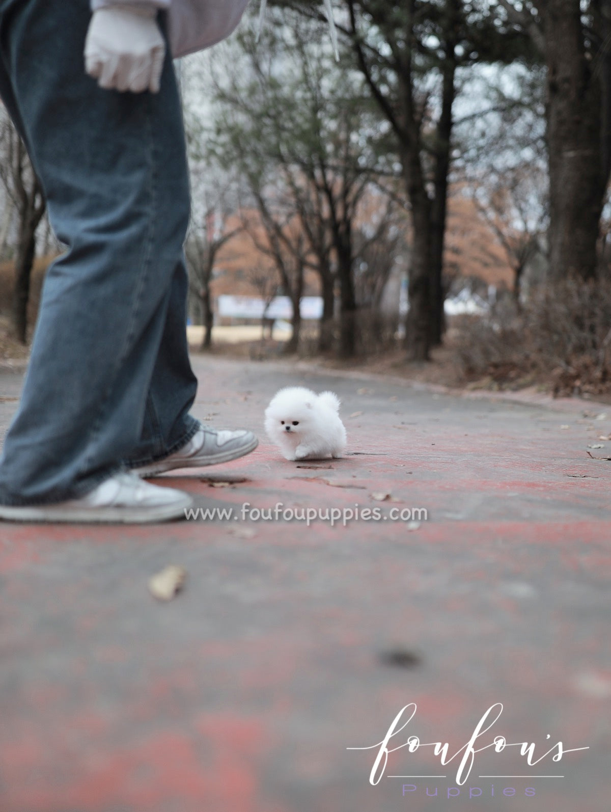 Marshmallow - Pomeranian F.