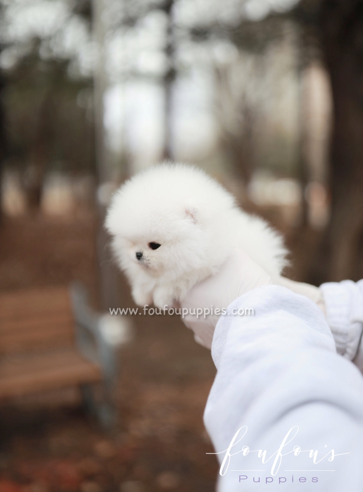 Marshmallow - Pomeranian F.