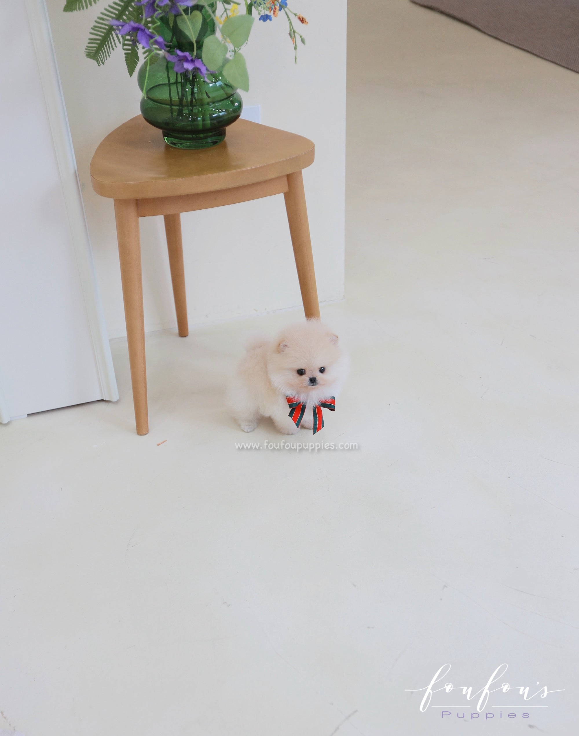 Buttercup - Pomeranian M.