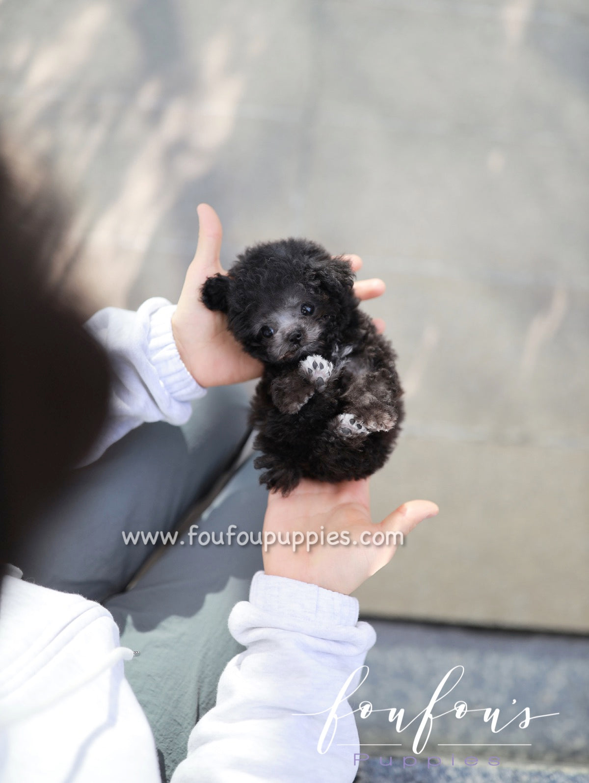 Gray hotsell teacup poodle