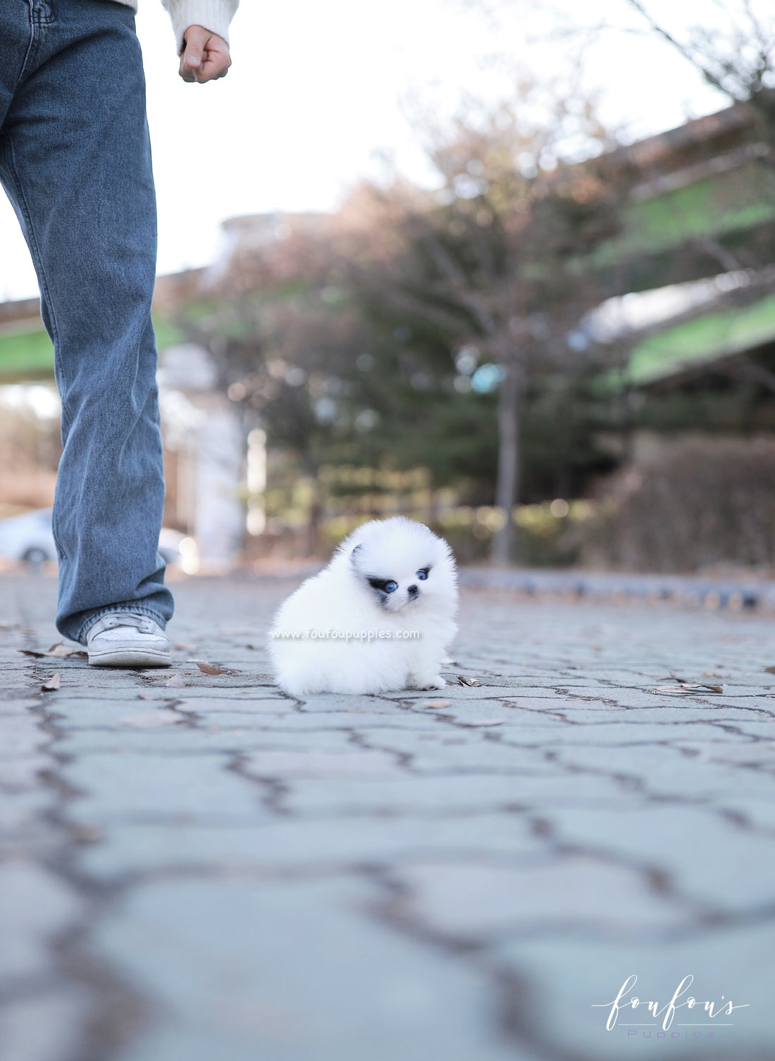 Bleu - Pomeranian M.