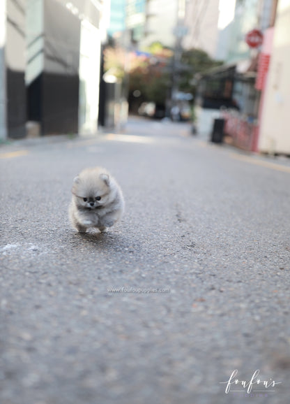 Céline - Pomeranian F.