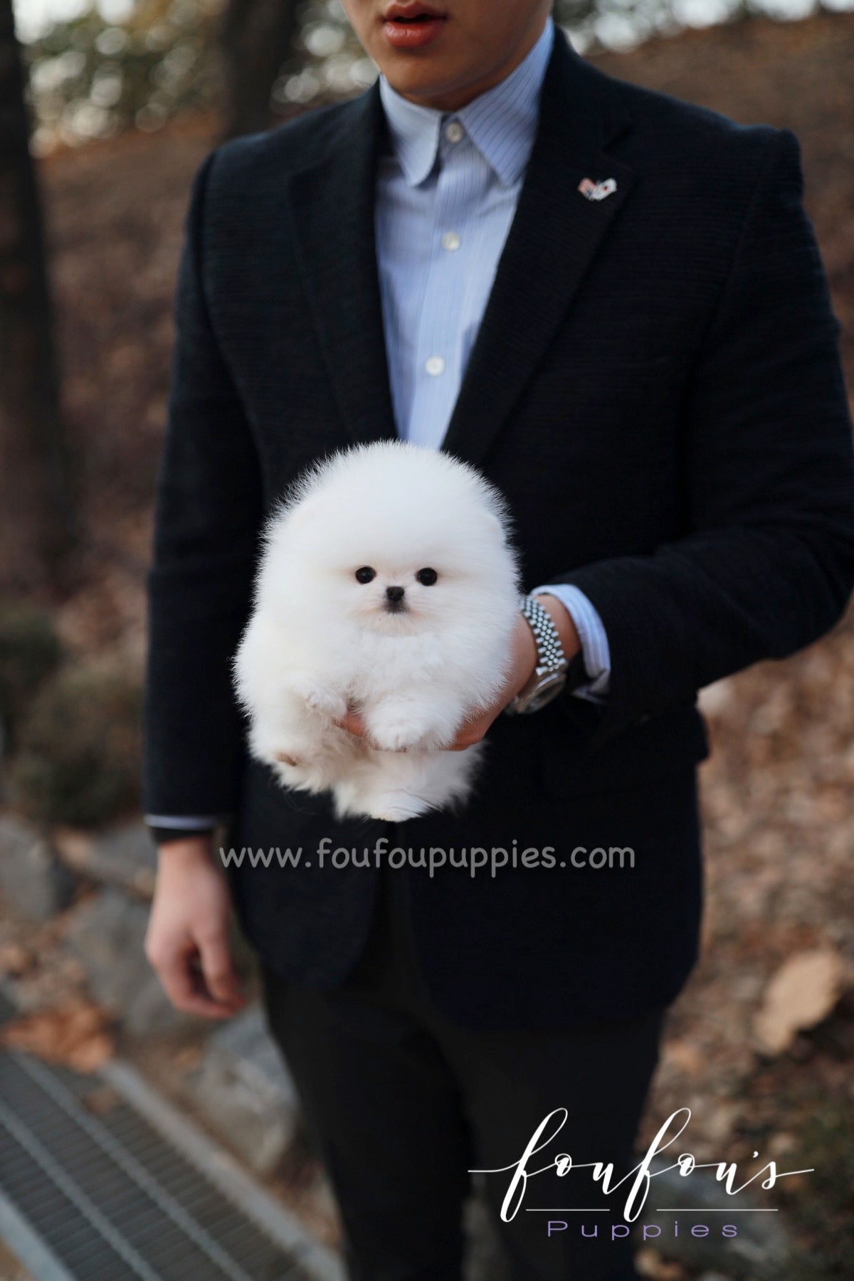 Nova - Pomeranian F.