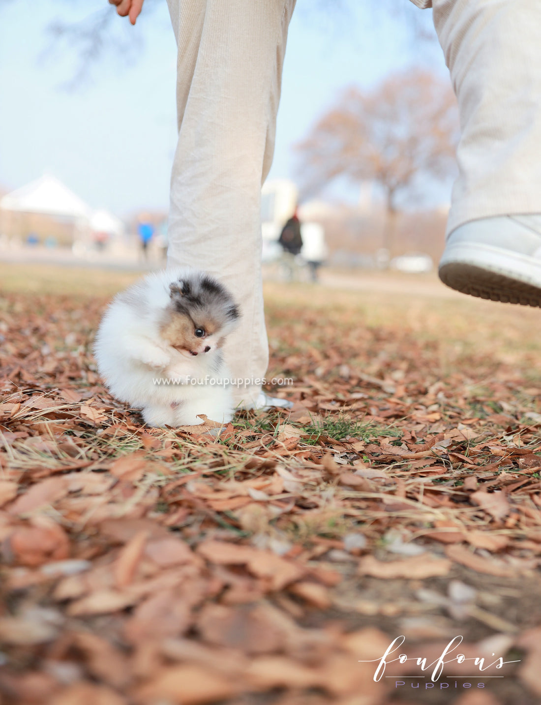 Kai - Pomeranian M.