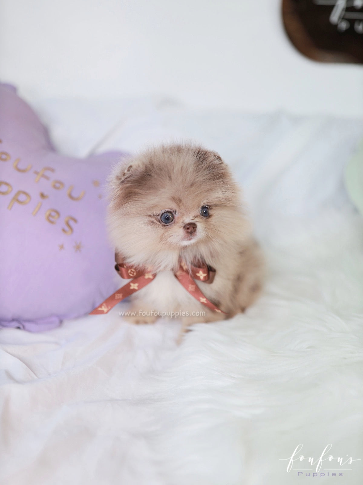 Candy - Pomeranian F.