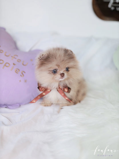 Candy - Pomeranian F.