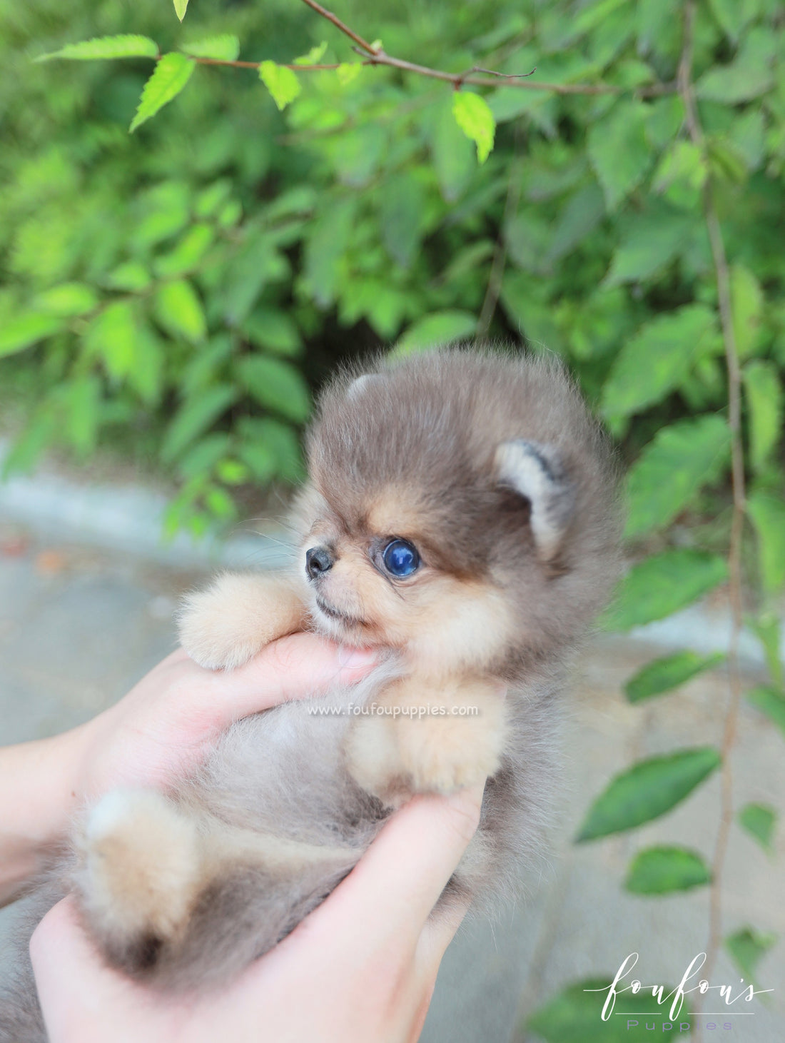 Azure - Pomeranian M.