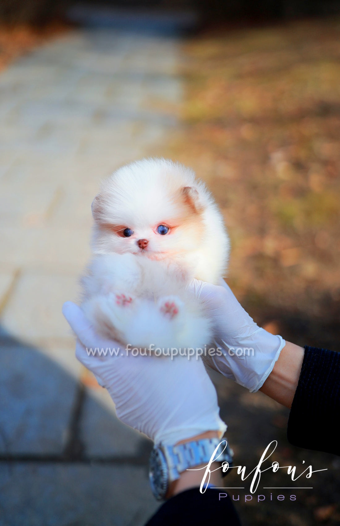 Amalfi - Pomeranian M.