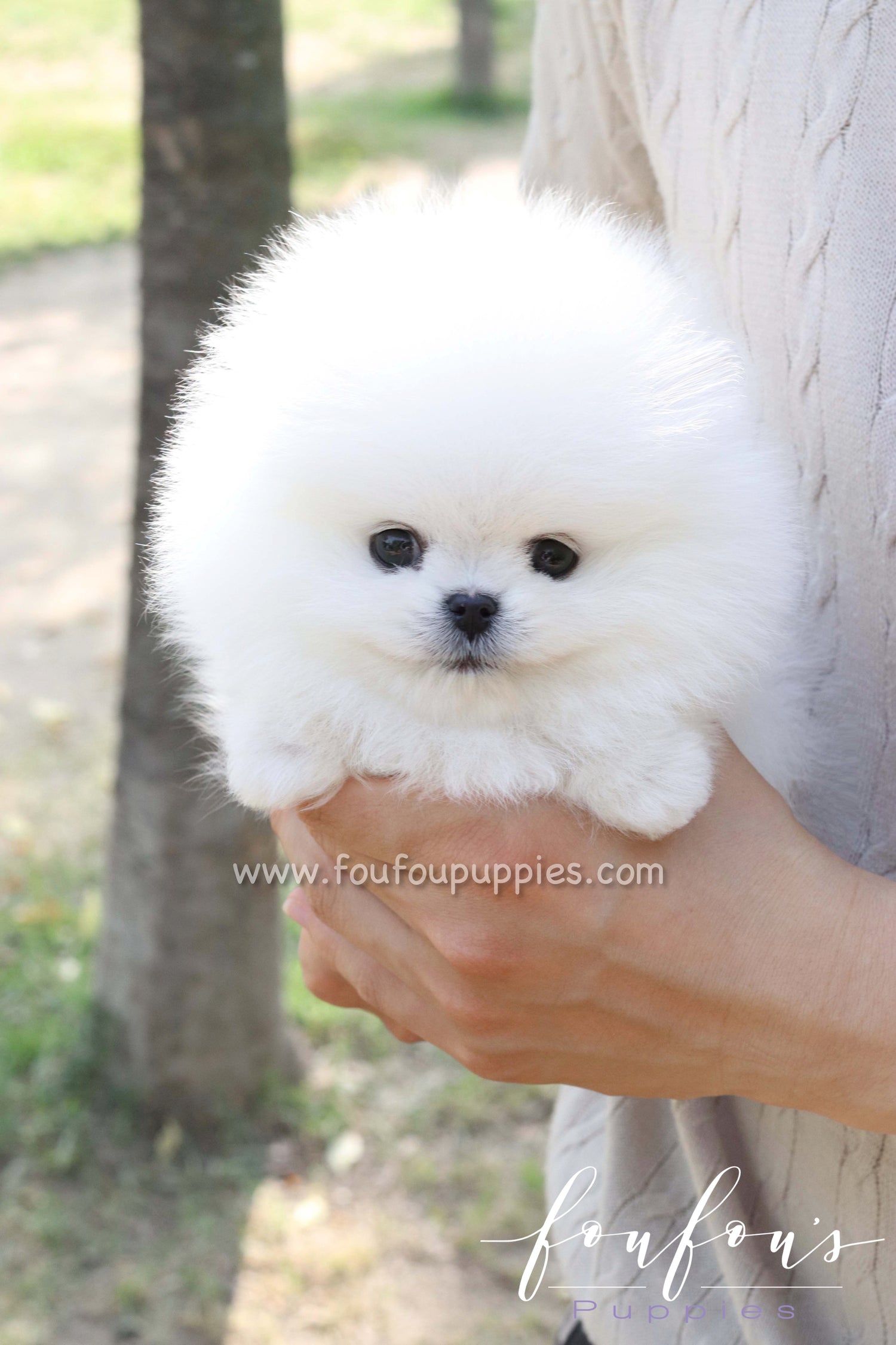 Bisou - Pomeranian F.